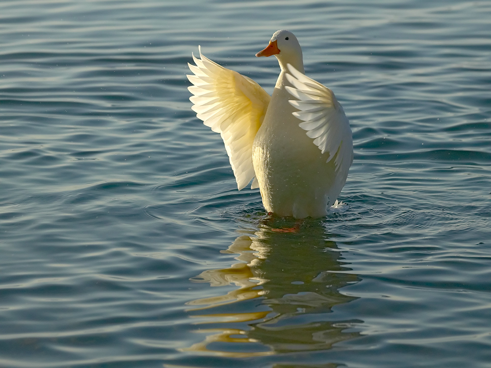 weiße Stockente